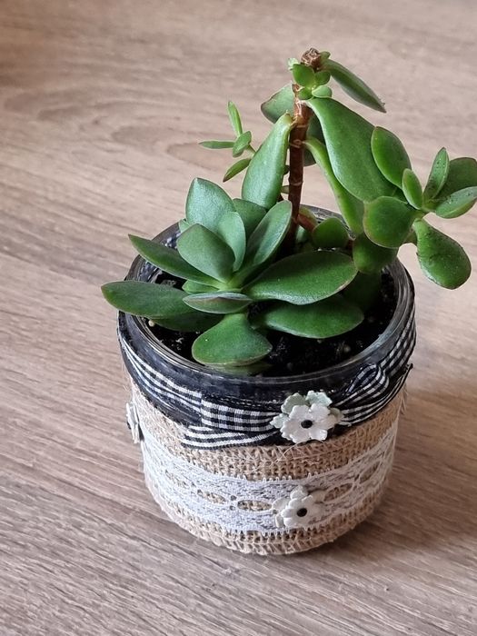 Продам сукуленты,денежные деревья