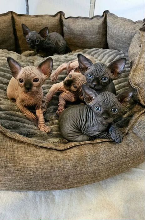 Канадские сфинксы