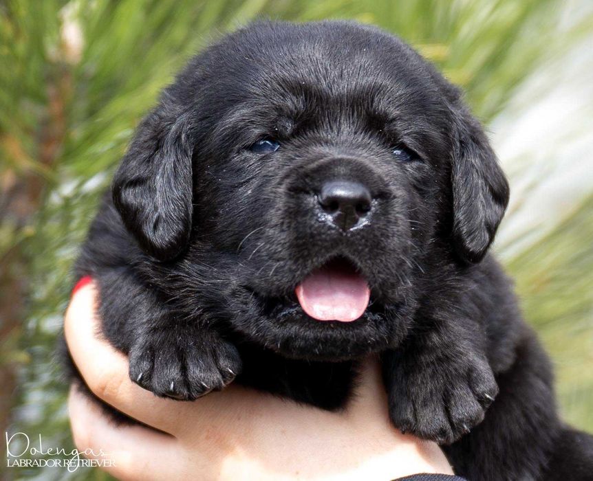 Щенки от импортных родителей, черные и палевые