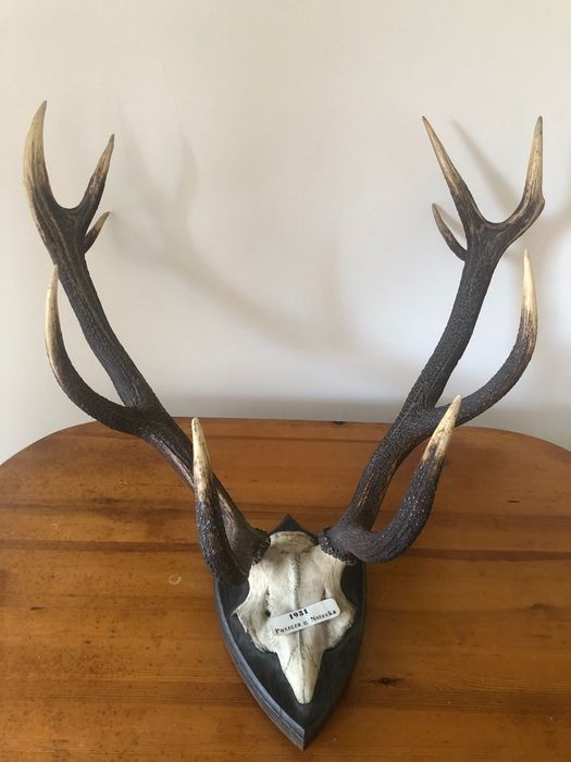 Sprzedam Poroże Jelenia