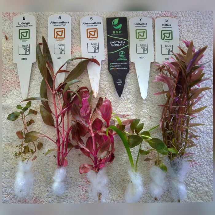 Pack Plantas Aquário - 6 espécies (Vermelho e Rosa)