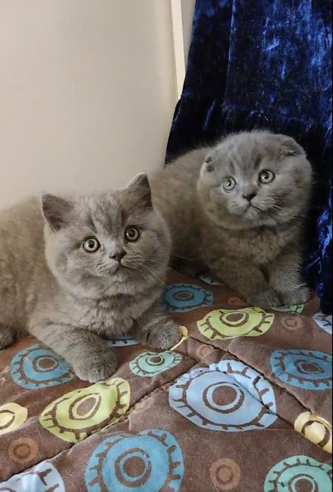 Котята шотландские голубые