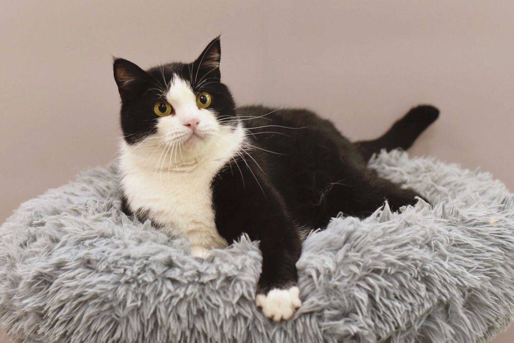 Отдам в добрые руки херсонского кота Валли