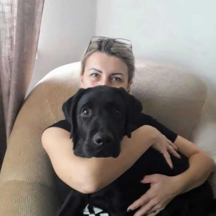 Віддам в добрі руки безкоштовно лабрадора