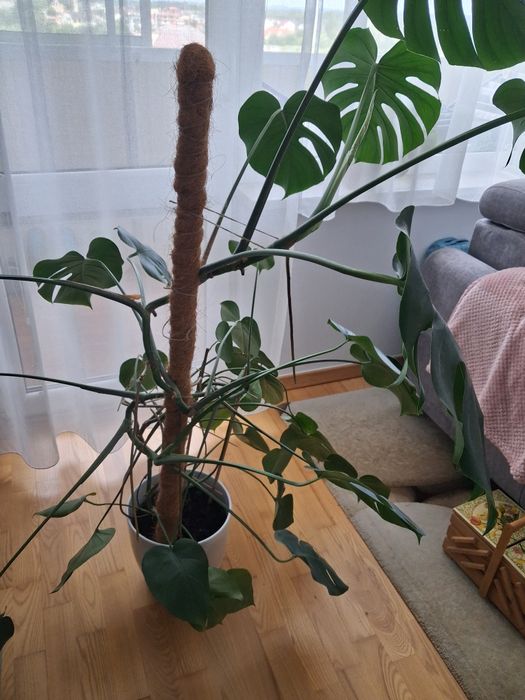Monstera - kwiat doniczkowy
