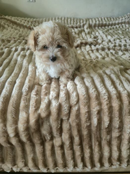 Cudowna  maltipoo F1  dziewczynka