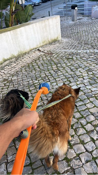 Dog walker/ pet sitting Lisboa/Cascais