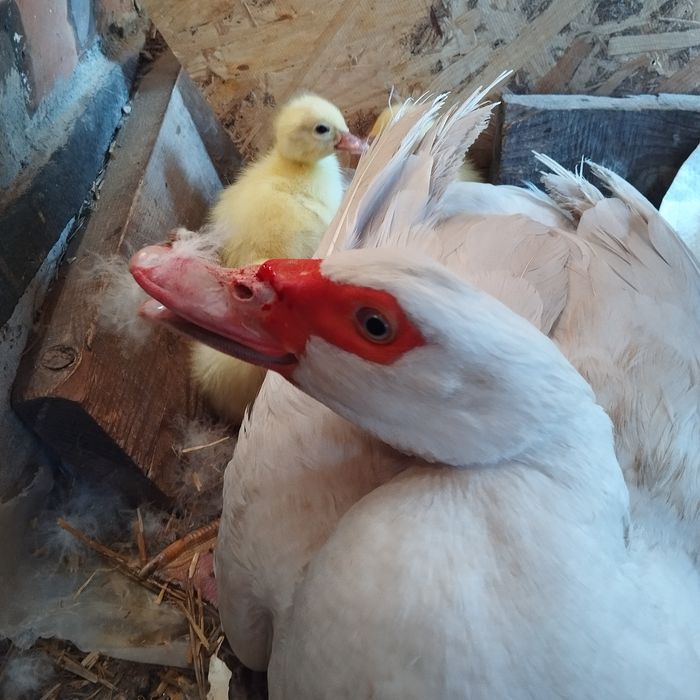 Каченята мускусні німці