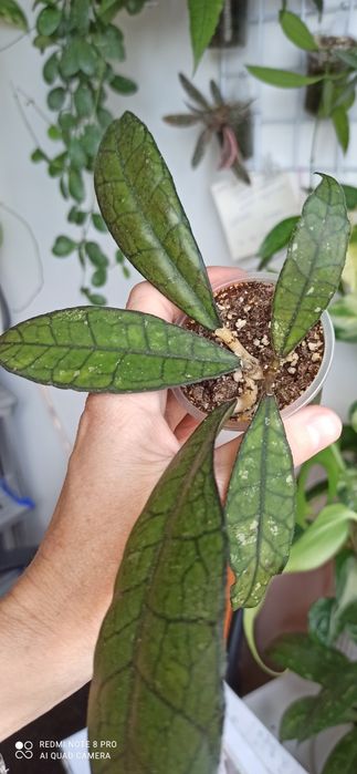 Hoya caudata, callistophylla, finlaysonii