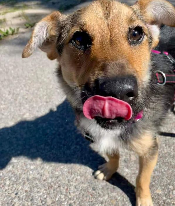 Bilonek- mały psiak bez ogonka