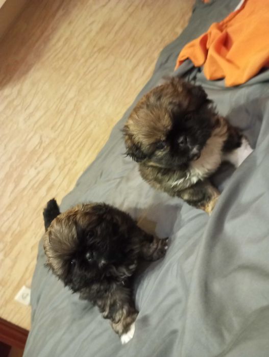 Szczenięta pekińczyk