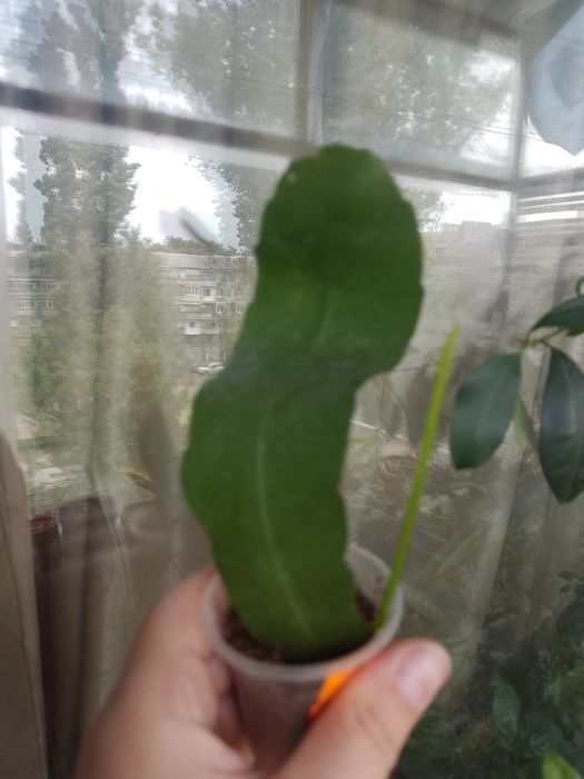 Епіфілум еліптика вкорінений пагін