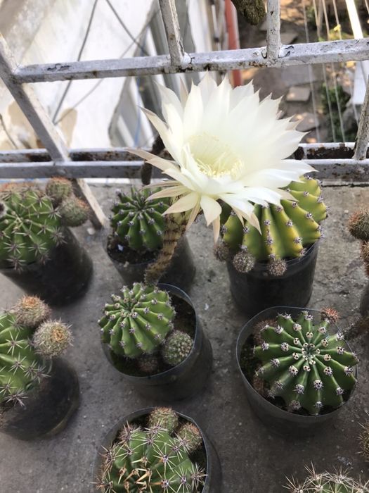 Кактус Echinopsis oxygona та Echinopsis eyriesii