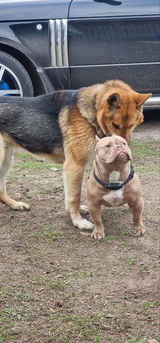 Готовий до стосунків кобель Американський Буллі  (вязка) Рівне Львів