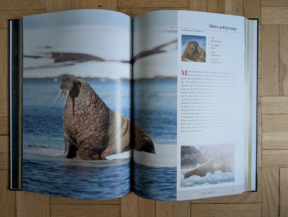 Świat zwierząt Studio Fenix