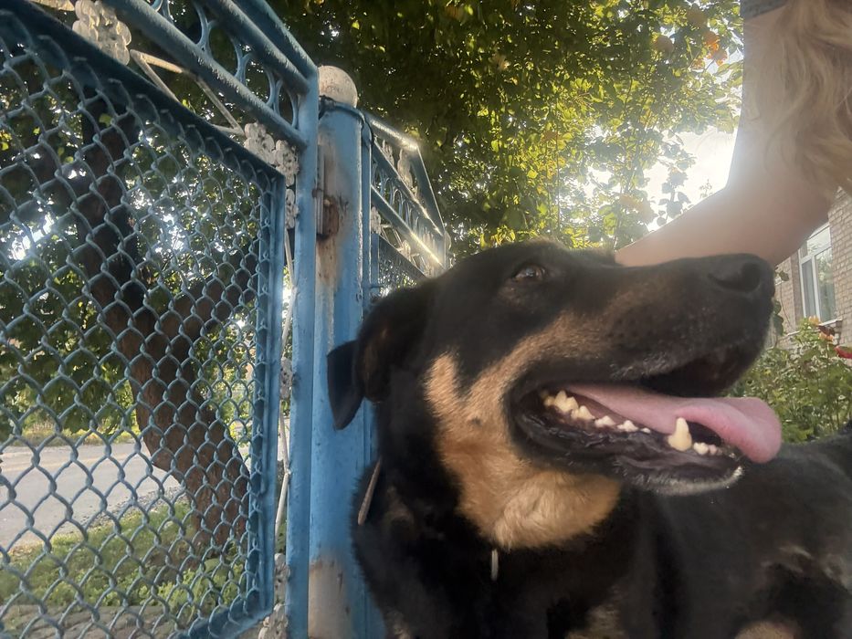 Гарний пес Блек шукає дім