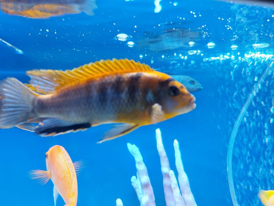 Малавийские цихлиды