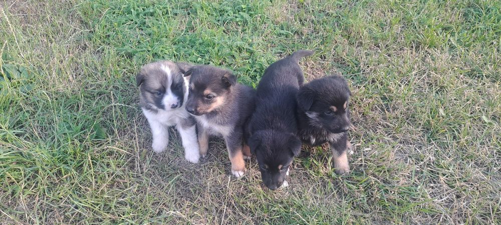 Подарую місячних цуценят