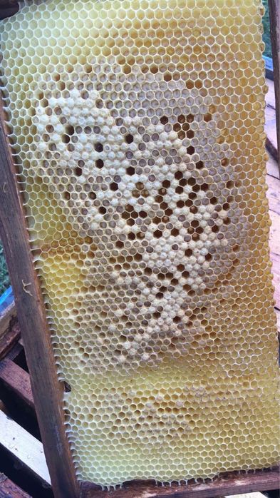 Трутневий гомогенат з медом , підмор, маточне молочко