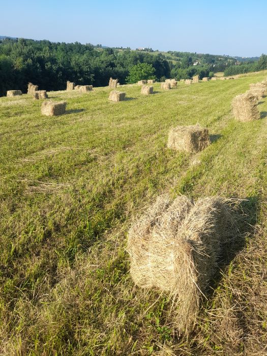 Siano ekologiczne kostka