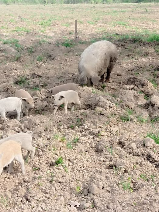 Свині мангалиця продам