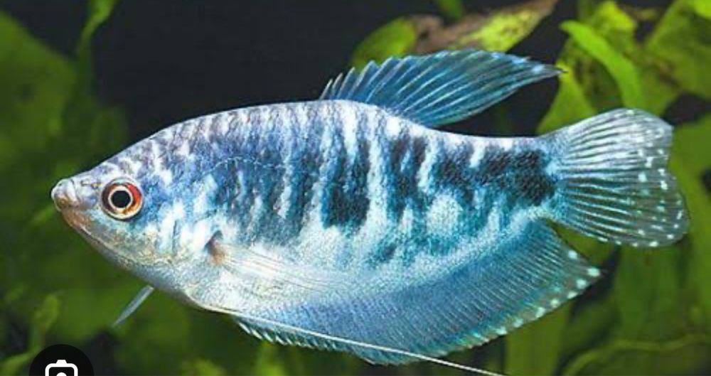 Gurami niebieski