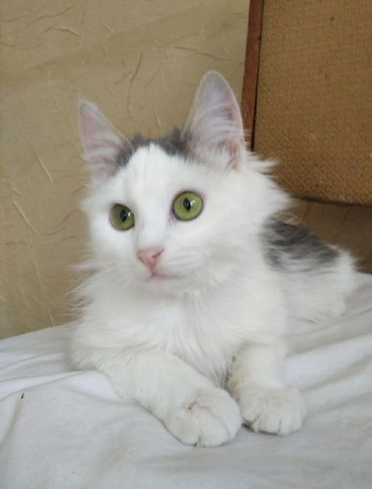 Кошеня шукає родину!