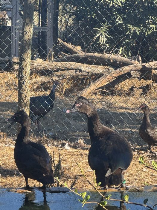 Patos Cairina moschata