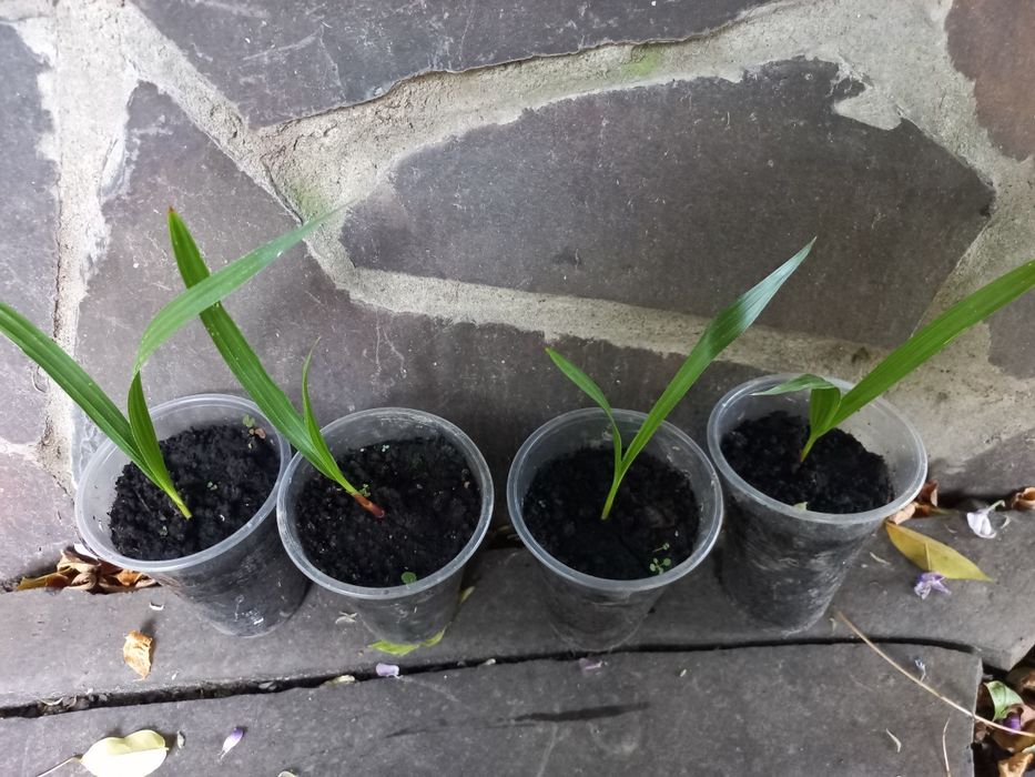 Пальми канарська фінікова та вашингтонія міцна