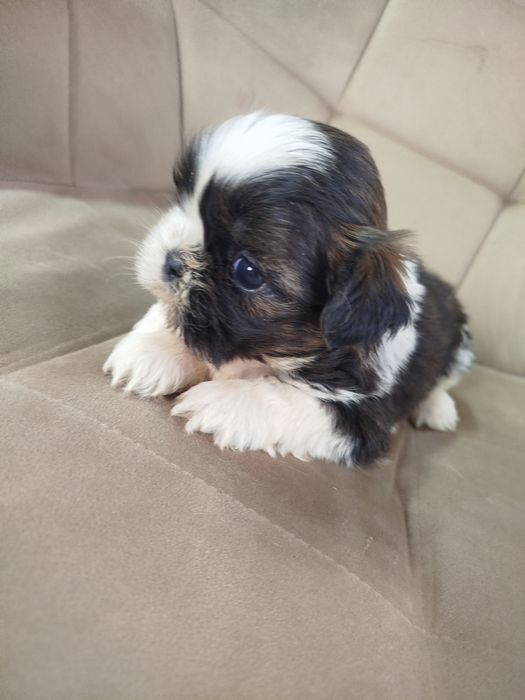 Shih tzu szczeniak