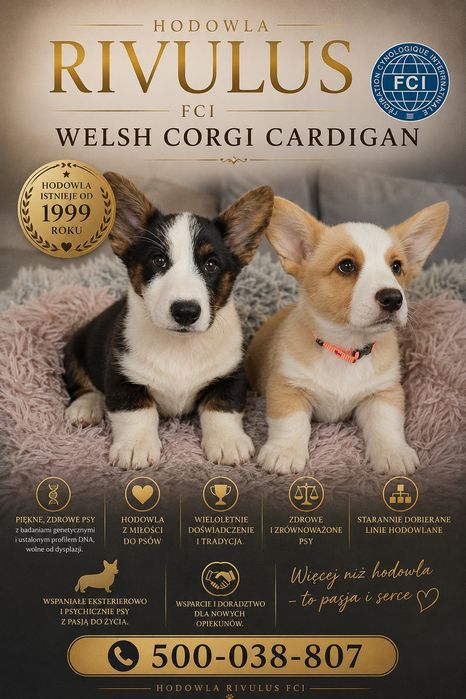 Welsh Corgi Cardigan mocna sunia Adelka po Championie ZKwP FCI 27 lat hodowli Rivulus