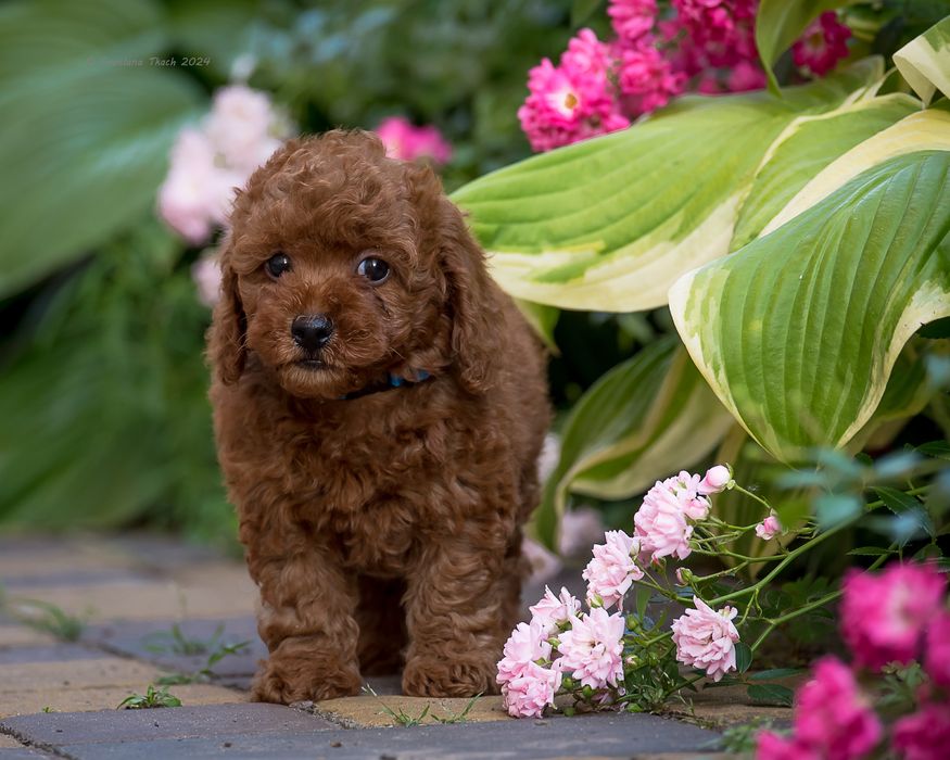 Цуценята той пуделя КСУ