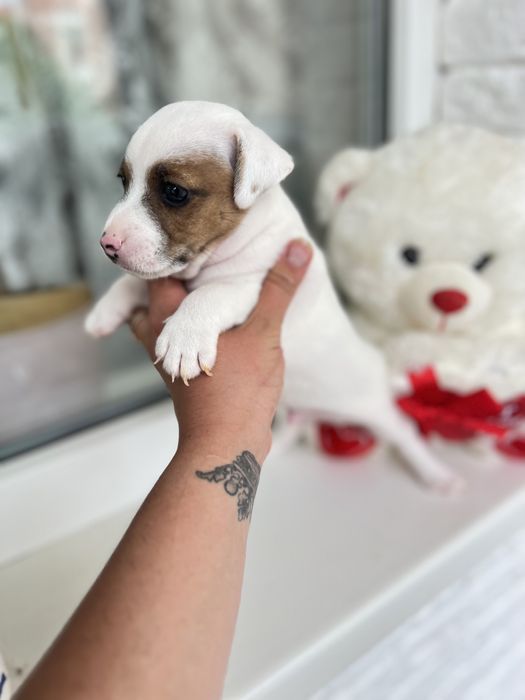 Джек рассел терьер ( хлопчик )