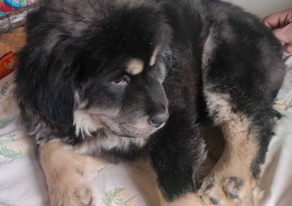 Цуценя тибетского мастіфа