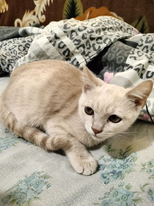 Котёнок в хорошие руки СРОЧНО