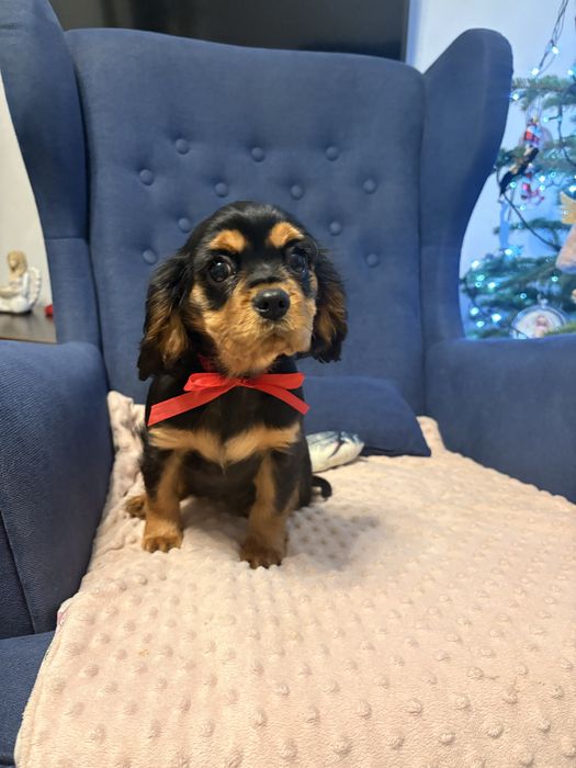 Cavalier King Charles Spaniel suczka.