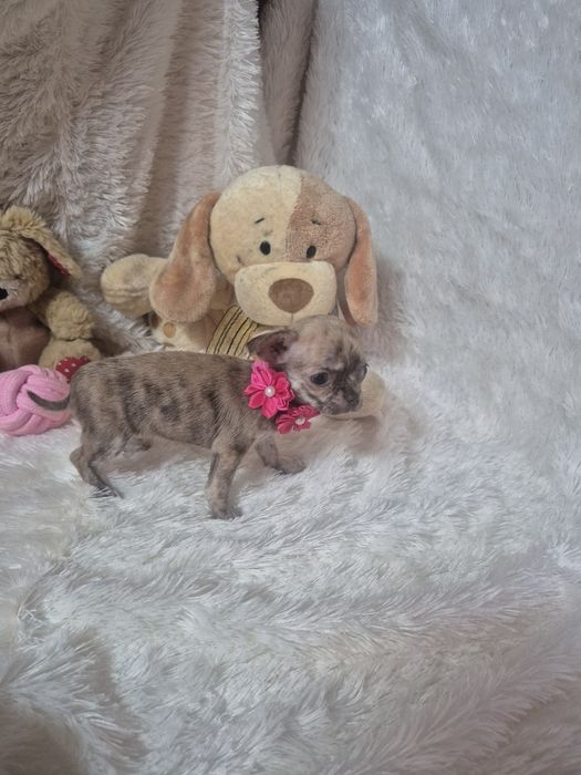 Chihuahua Femea De Bolso Lop Criadora Registada PT 3088 FL