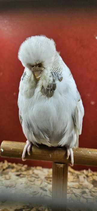 Papuga papugi faliste wpf