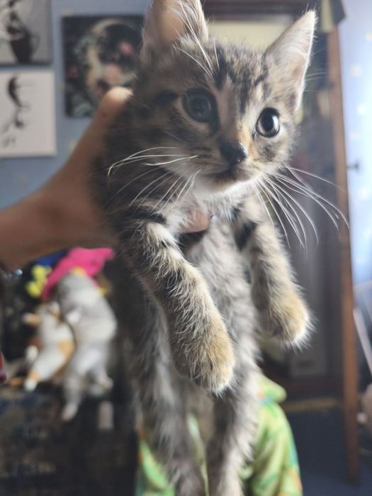 Віддам кошенят в добрі руки