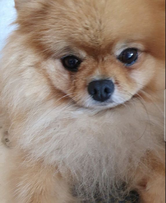 Померанский шпіц