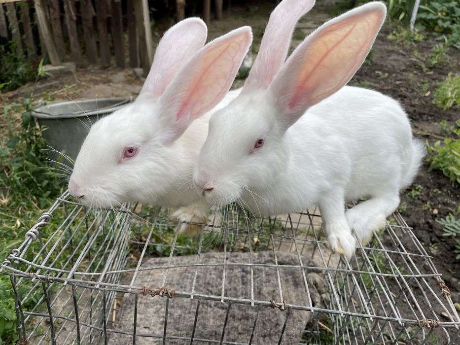 Французький баран