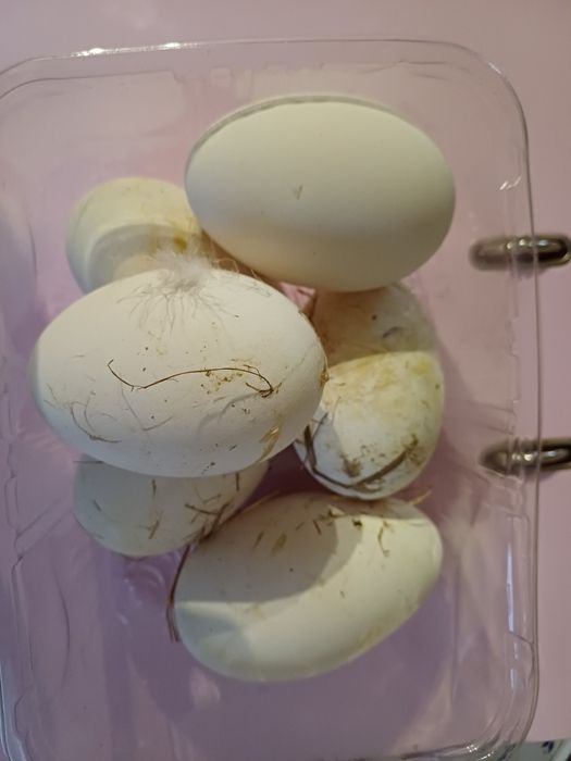 Ovos de gansa criadas ao ar livre