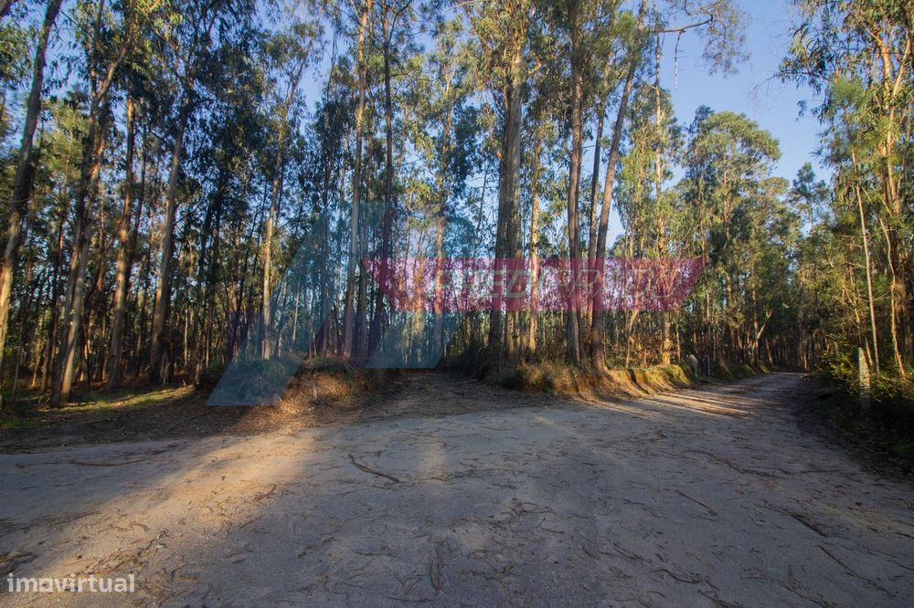 Terreno Florestal em Freiriz