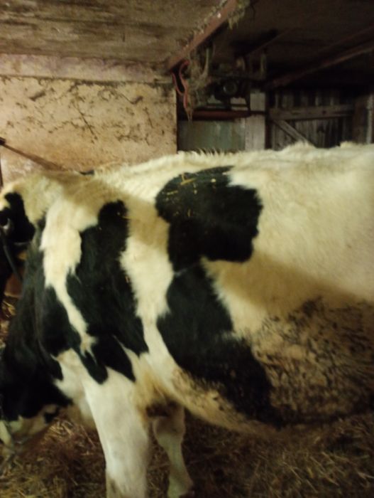 Jałówka wysokocielna hf