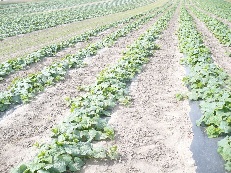 folia do ściółkowania pod  ogórki mulczowanie 1,2m  x1000m folia na zagony ściółkująca