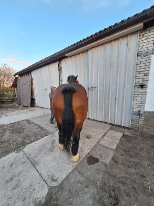 SPRZEDAM OGIERA 4 letniego z licencją!!!!!!