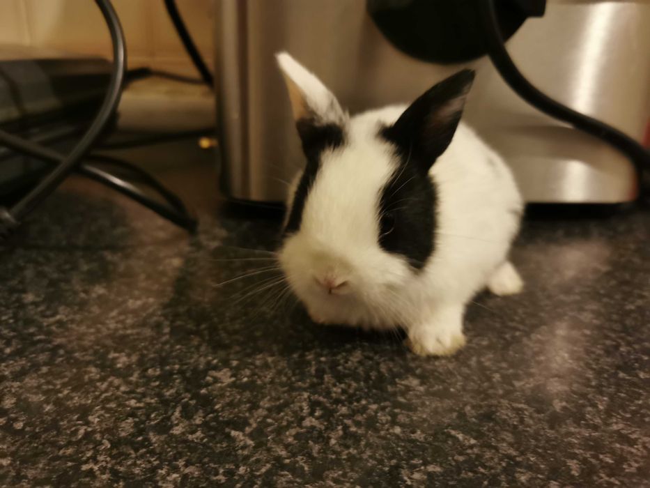 KIT Coelhos anões mini hôlandes e mini toy desparasitados e vacinados