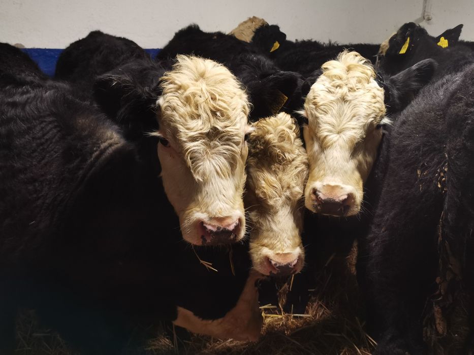 Byczki żarłaki odsadki