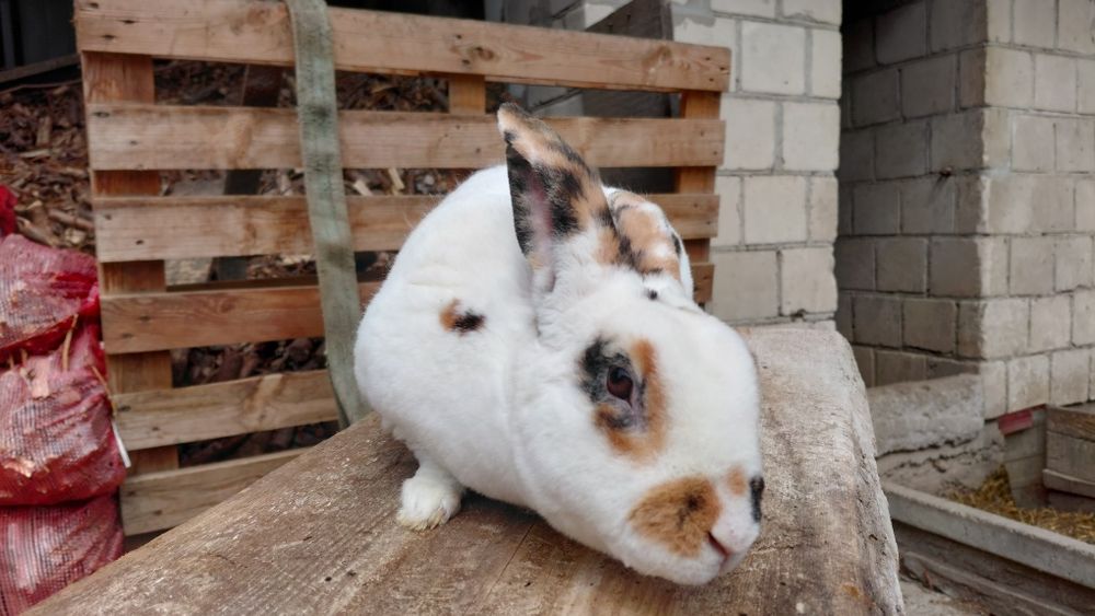 Królik Rex Trójbarwny samiec
