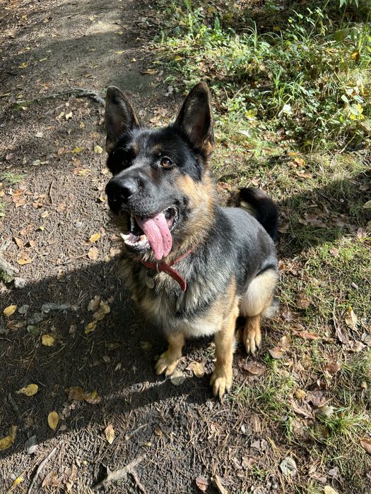 німецька вівчарка